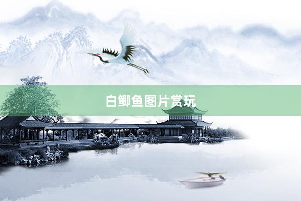 白鲫鱼图片赏玩